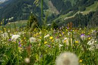 Blumenfeld in den Alpen in Oosnterijk von Reis Genie Miniaturansicht