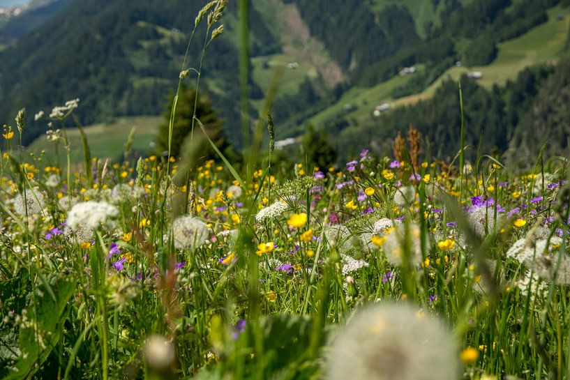 Blumenfeld in den Alpen in Oosnterijk von Reis Genie