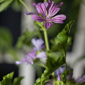 Malva sylvestris von Tim Zentgraf