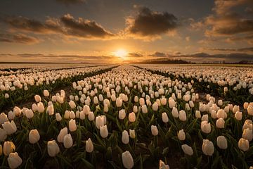 Des tulipes blanches dans une lumière dorée sur HaGee_Photo
