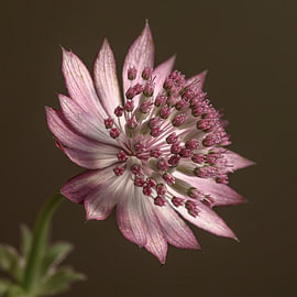 Botanische Kraft und Eleganz – Die Schlichtheit einer Astrantia major von Marjolijn van den Berg