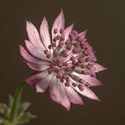 Botanische Kraft und Eleganz – Die Schlichtheit einer Astrantia major von Marjolijn van den Berg