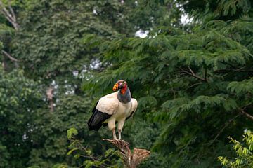 Kongingsgier Costa Rica van Merijn Loch