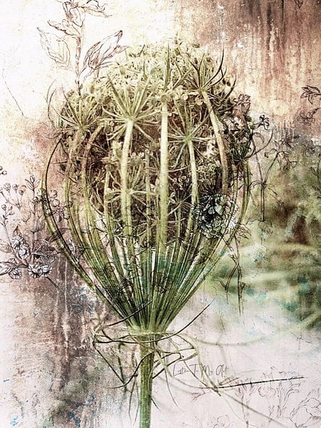 Wild Pea | Or the Bird's Nest. by Wil Vervenne