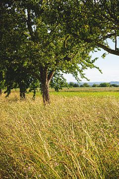 Arbres sur Thomas Heitz