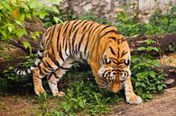 Mooie krachtige grote tijgerkat (Amoertijger) op de achtergrond van zomergroen gras en stenen. De ti van Michael Semenov thumbnail