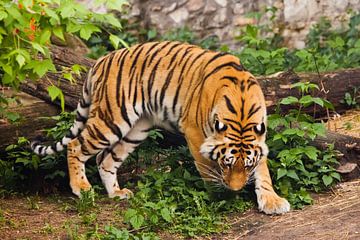 Wunderschöne kräftige große Tigerkatze (Amurtiger) auf dem Hintergrund von sommergrünem Gras und Ste von Michael Semenov