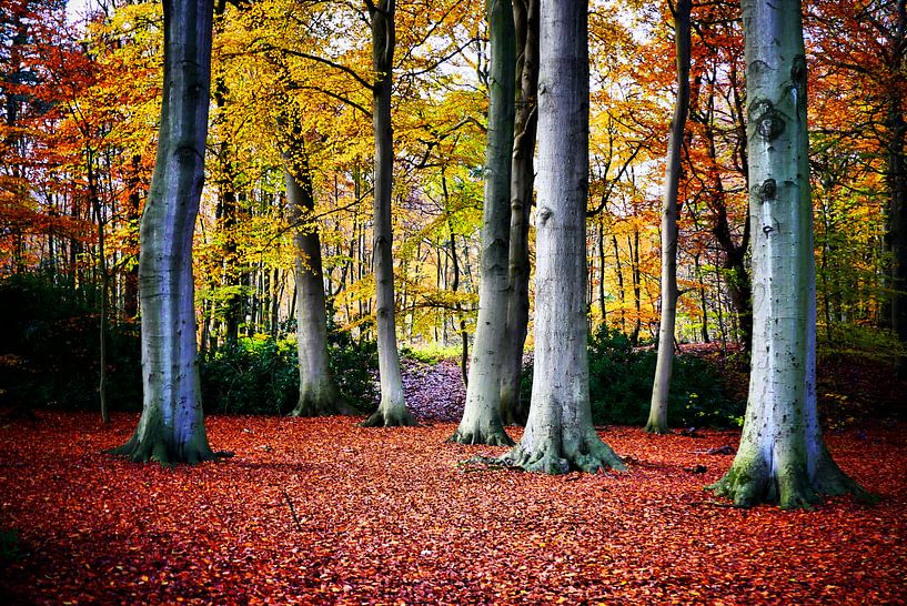 Herfstkleur van ZEVNOV .