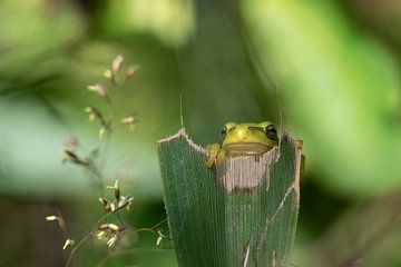 Grenouille arboricole sur Mariëro Fotografie