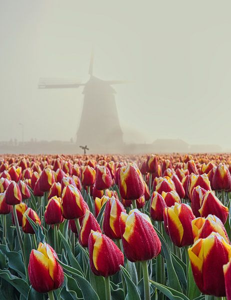 dew on the tulips with windmill in the mist by peterheinspictures