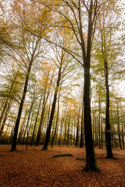 forest by Klaas Vandekerckhove