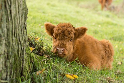 Jonge Schotse Hooglander