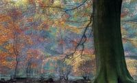Herfstkleuren in Speulderbos