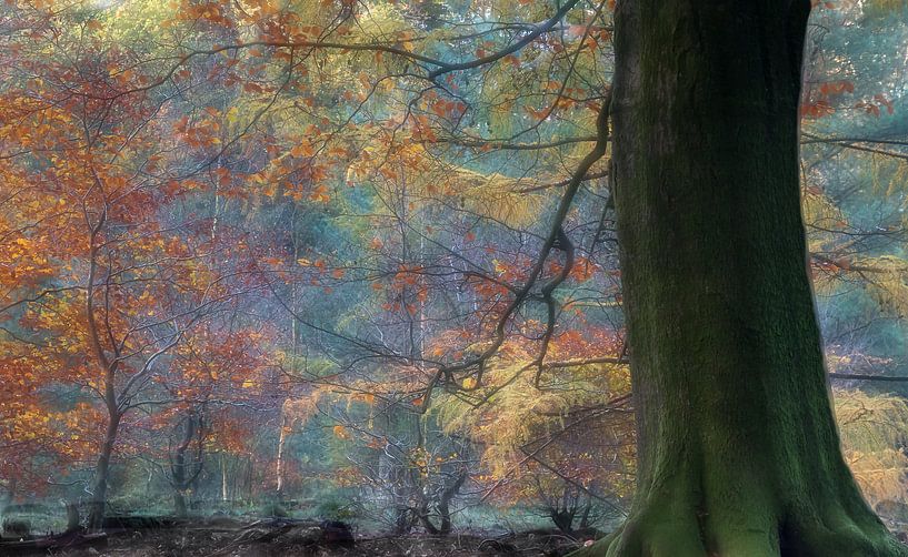 Herbstfarben im Speulderbos von Ronald van Dijk