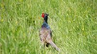 Fazant in hoog gras