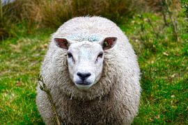 Sheep, wet by Peter Marinus