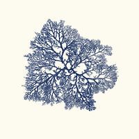 Koraal marine blauw botanische illustratie