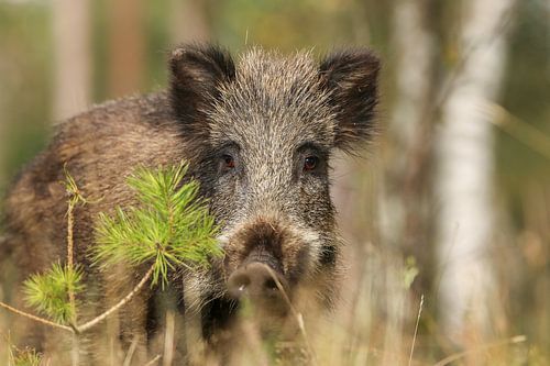 Wildschwein.