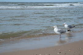 Möwen auf dem Meer von Marleen van Es