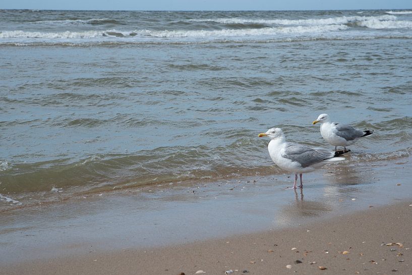 Seagulls at sea by Marleen van Es