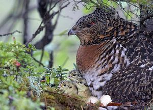 Female Capercaillie with three chicks. by Beschermingswerk voor aan uw muur