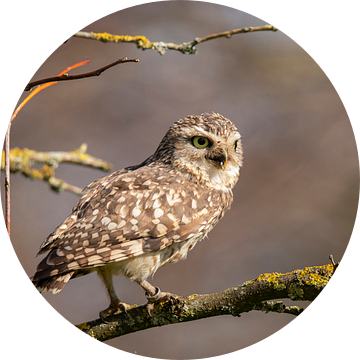 Steenuil, (Athene noctua) van Gert Hilbink