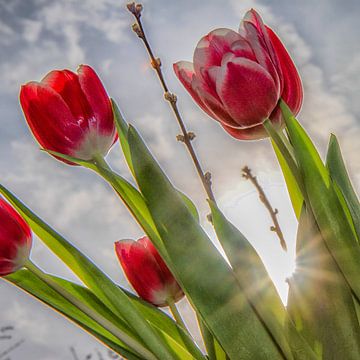 Hollandse tulpen - Dutch tulips van Bianca Muntinga