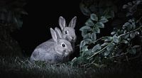 Europäisches Kaninchen von Maurice Cobben Miniaturansicht