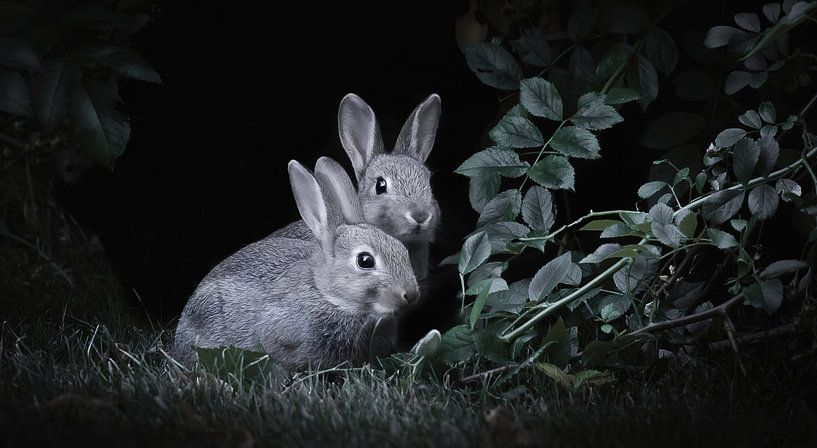 Europäisches Kaninchen von Maurice Cobben