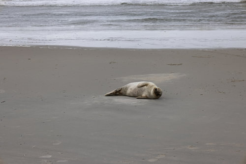 Foto's van een grijze zeehond op het strand van Langeoog.