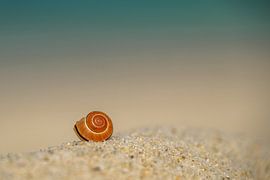Schneckenhaus am Sandstrand von Denis Feiner