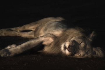Slapende leeuw van Awesome Wonder