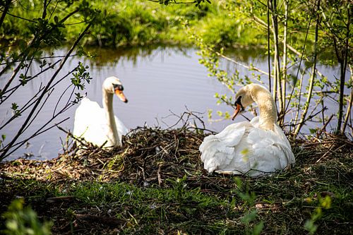 Schwanenpaar im Nest