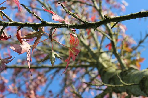 Herbstfarben von Edith Kusters