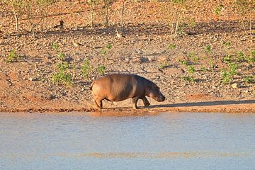 Nijlpaard bij Oudtshoorn Zuid Afrika van Truus Hagen