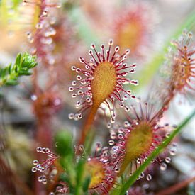 Oblong-leaved Sundew on the Veluwe by Esther Wagensveld