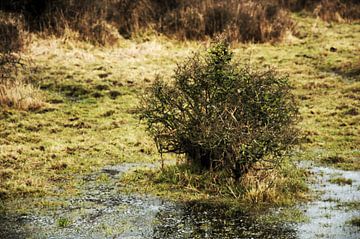 De Bos von Goldmund Photography