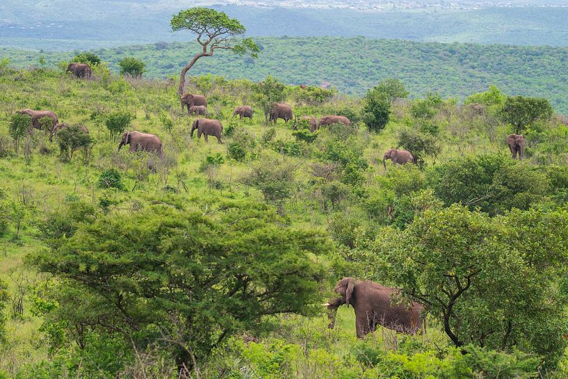 Elephants everywhere by Melanie van der Rijt