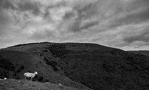 New Zealand Sheep on Mountain sur WvH