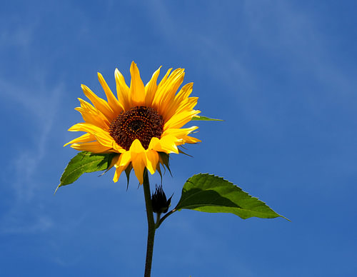 Sonnenblume