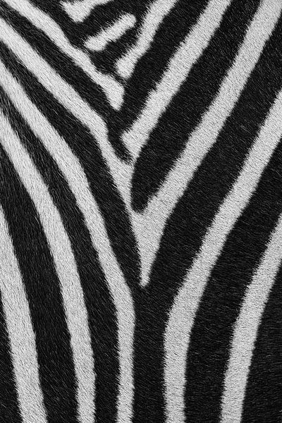 Strepenpatroon Zebra van Bart van Dinten