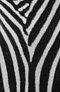 Strepenpatroon Zebra van Bart van Dinten thumbnail