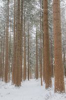 Sparren in de sneeuw