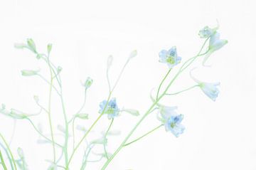 Lichtblauwe bloem in high key van Minie Drost
