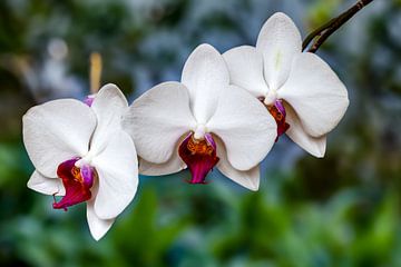 Weiße Orchideen mit lila Herz im Fruehling von resuimages