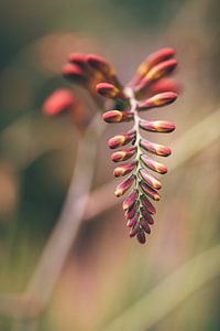 Montbretia