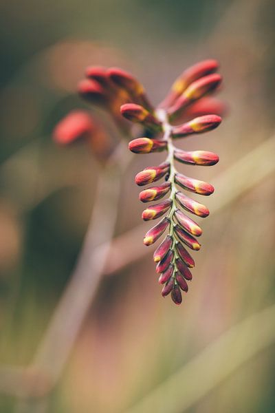 Montbretia by Marijn Bouwhuis