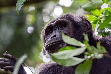 Chimpansee in Oeganda van Hans de Bruyne