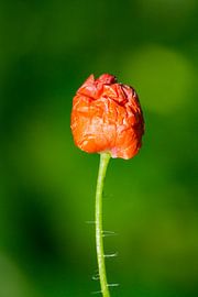 Klaproos bloemknop van Johan Slagers