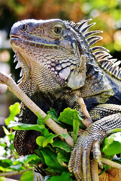 un grand iguane tigré par Werner Lehmann